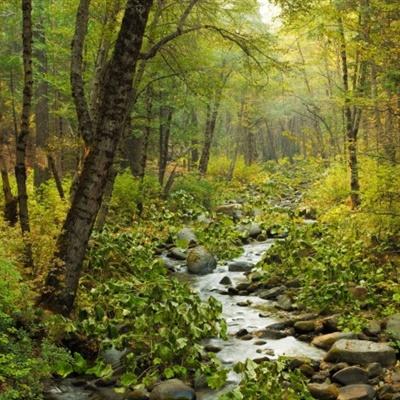 今期澳门三肖三码开一码下载手机版